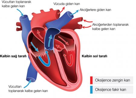 Kalbin Yapısı