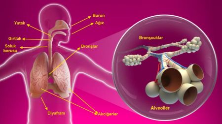 Solunum Sistemini Oluşturan Yapı ve Organlar