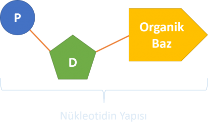 Nükleotidin Yapısı