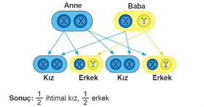 Çocuğun Kız Ya da Erkek Olma İhtimali