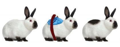 Himalaya Tavşanı Modifikasyon