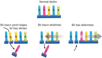 Mutasyonların Oluşumu