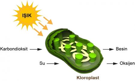 Kloroplast'ta Fotosentez Olayı Gerçekleşir