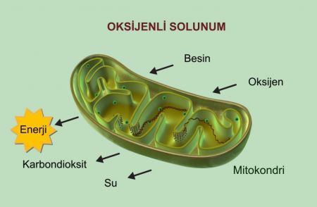 Oksijenli Solunum Mitokondride Gerçekleşir