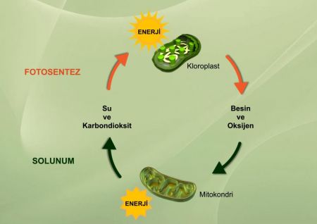 Oksijenli Solunum ve Fotosentez İlişkisi