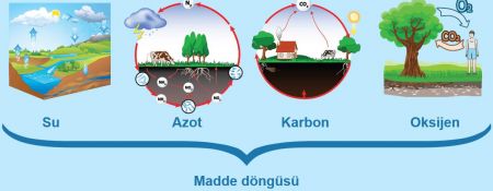 Madde Döngüleri (Su-Azot-Karbon-Oksijen Döngüsü)