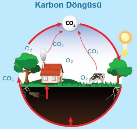 Madde Döngüleri - Karbon Döngüsü