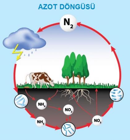 Madde Döngüleri - Azot Döngüsü