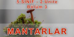 Mantarlar