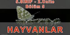 Hayvanlar