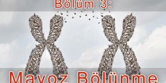 Mayoz Bölünme