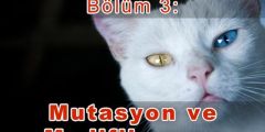 Mutasyon ve Modifikasyon