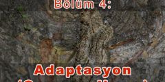 Adaptasyon (Çevreye Uyum)
