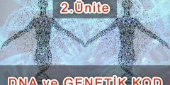 DNA ve Genetik Kod