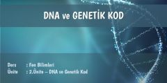 Bölüm 1: DNA ve Genetik Kod Ders Notu - Konu Özeti 2