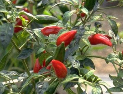 Dünyanın En Acı Biberi Hangisi?