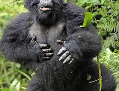 Goriller Nerede Uyurlar?