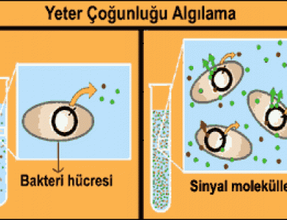 Bakteriler Aralarında Nasıl Haberleşir?