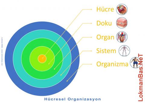 Hücresel Organizasyon - Hücreden Organizmaya