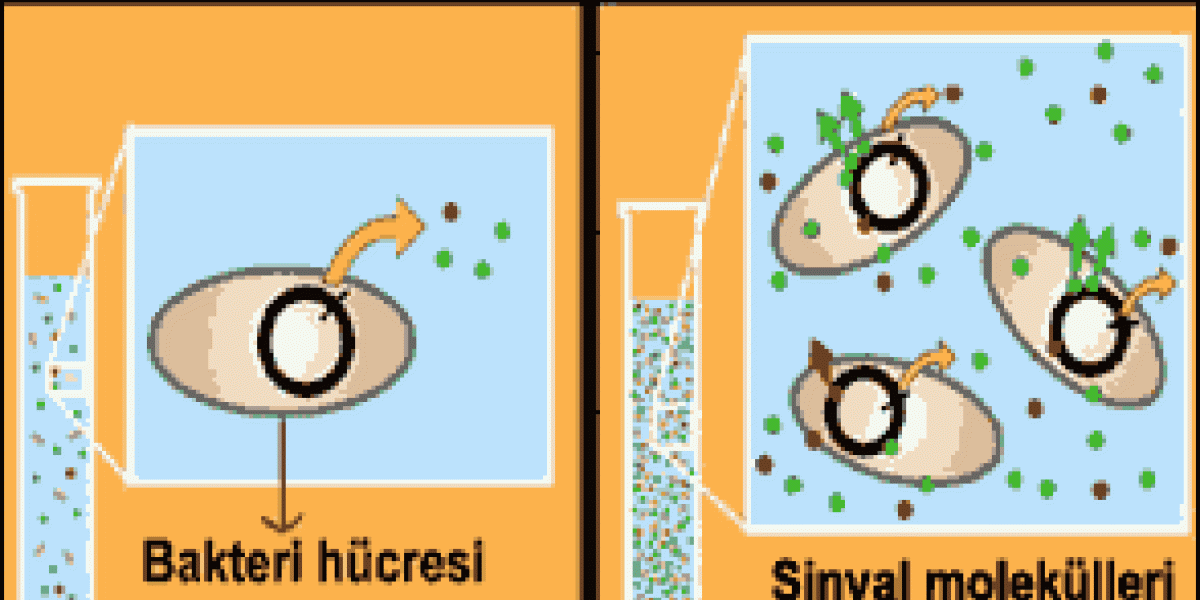 Bakteriler Aralarında Nasıl Haberleşir?