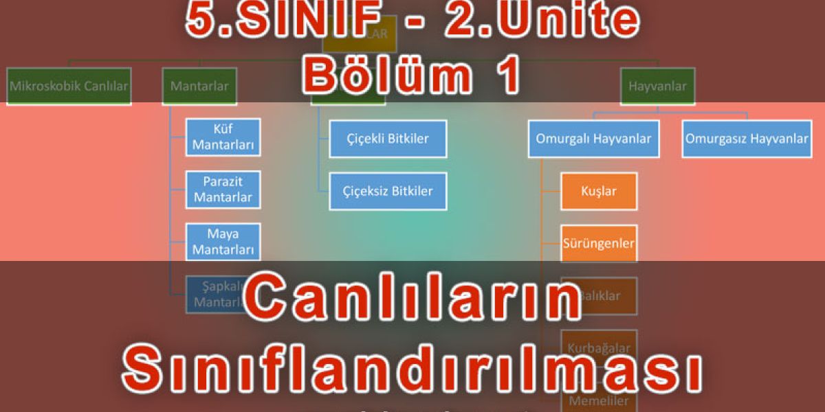 Canlıların Sınıflandırılması