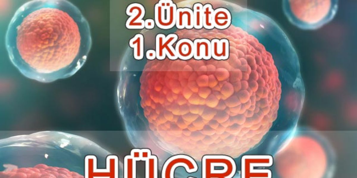 Hücre