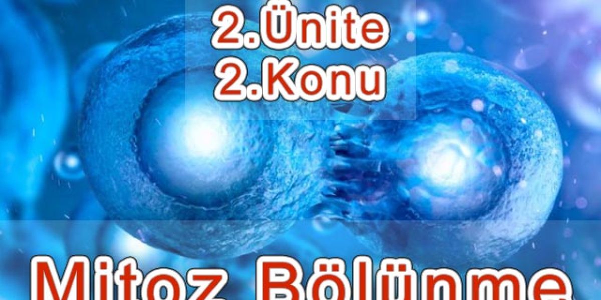 Mitoz Bölünme Mitoz Bölünme