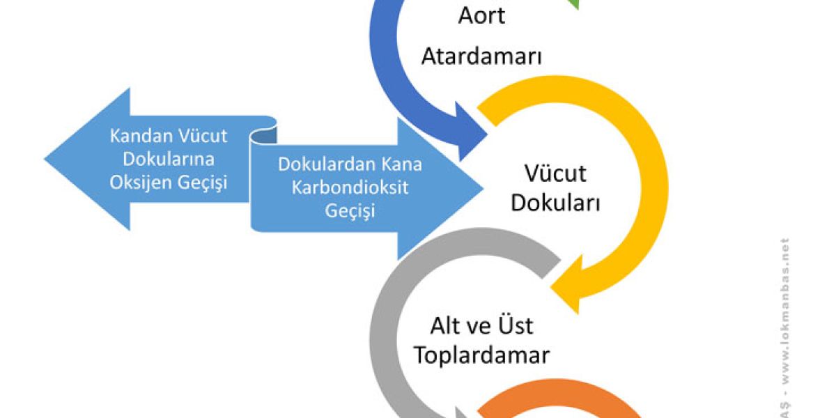 Büyük Dolaşım