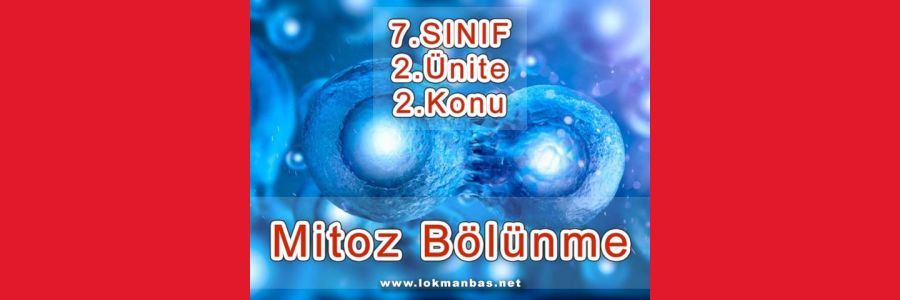 Mitoz Bölünme