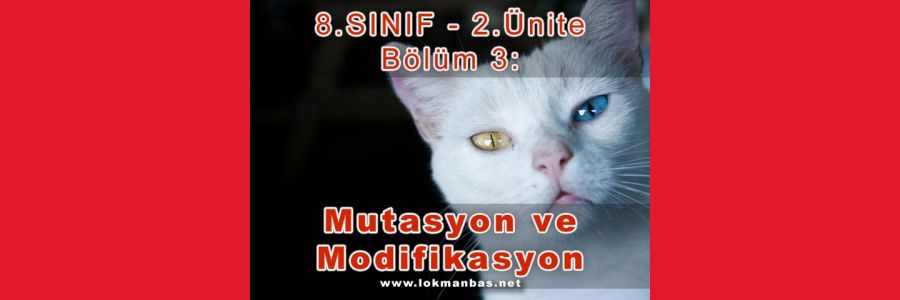 Mutasyon ve Modifikasyon